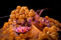   Anemone Shrimp weggs...Puerto Galera Philippines w/eggs...Puerto w/eggsPuerto w/eggs Puerto eggs...Puerto  